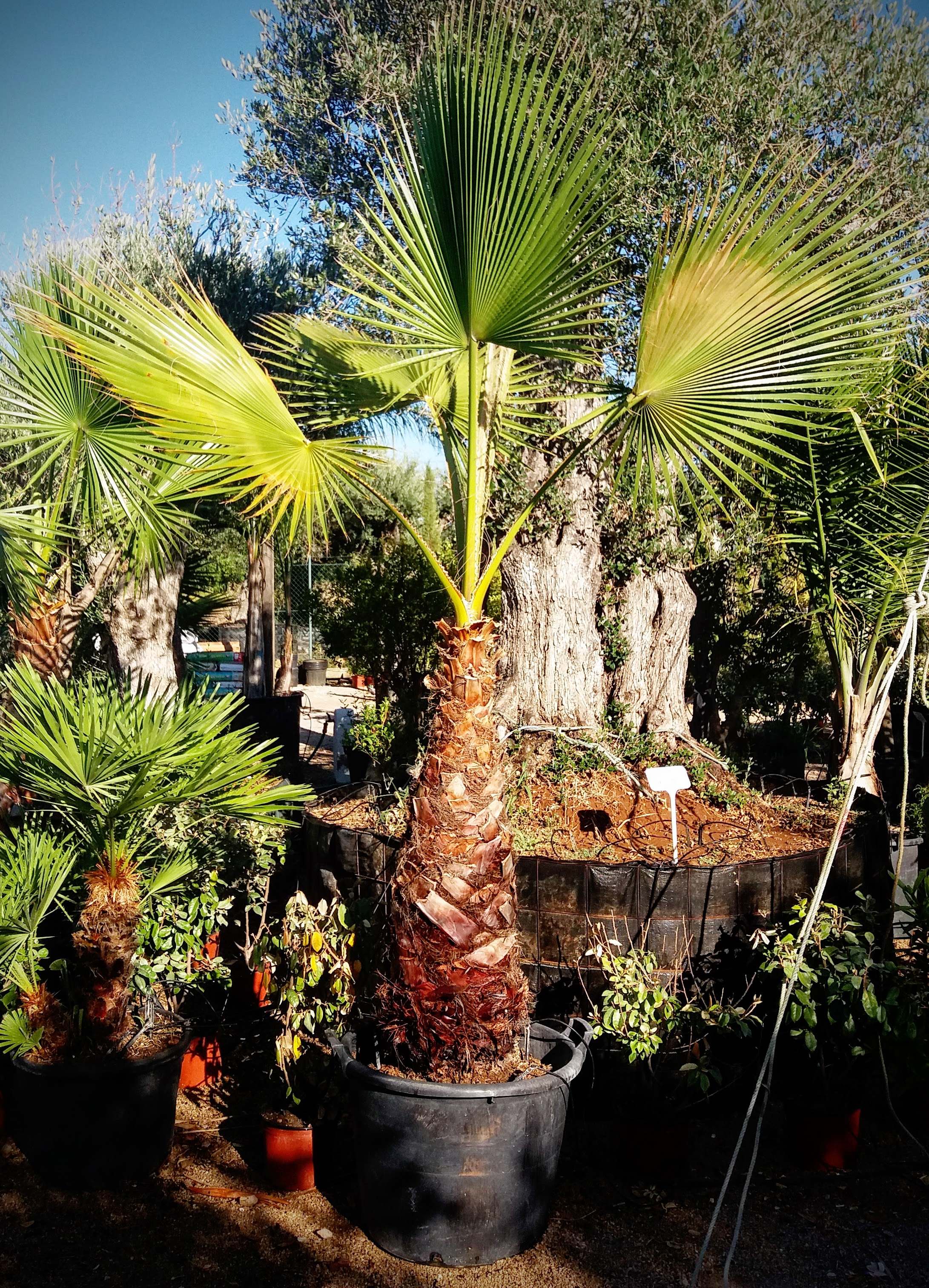 Mexican Fan Palm 1